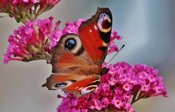 Картинка животные бабочки +мотыльки +моли крылья бабочка макро розовые цветы
