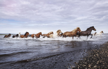 Картинка животные лошади река природа кони