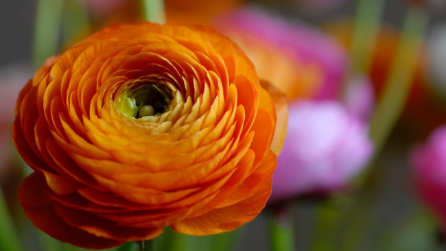 Обои картинки фото цветы, ранункулюс , азиатский лютик, макро, оранжевый