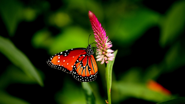Обои картинки фото животные, бабочки,  мотыльки,  моли, бабочка, крылья, поле, сад, лепестки, цветок