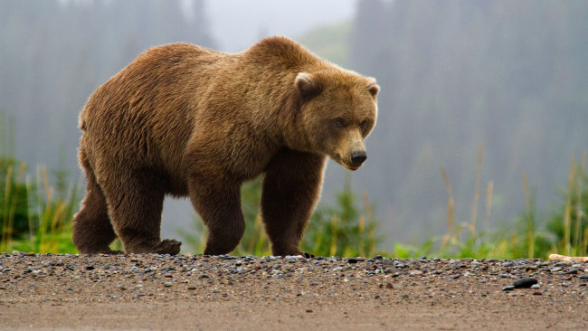 Обои картинки фото животные, медведи, бурый, медведь