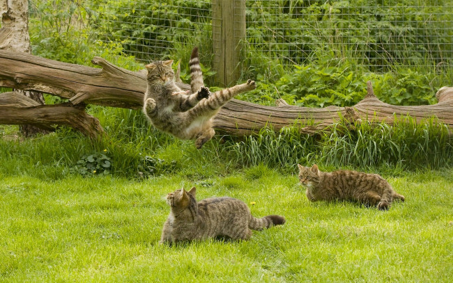 Обои картинки фото животные, дикие кошки, лесная, кошка, дикая, коты, кошки, ниндзя-кот, каратэ, прыжок, бревно