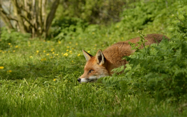 Обои картинки фото животные, лисы, лиса, рыжая, в, засаде, трава