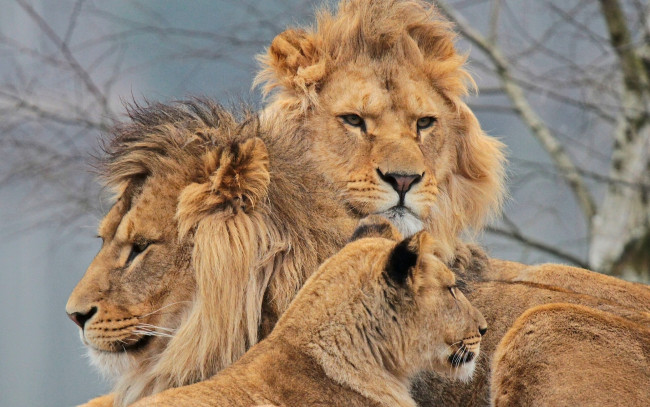 Обои картинки фото животные, львы, львица, шведская, семейка, троица