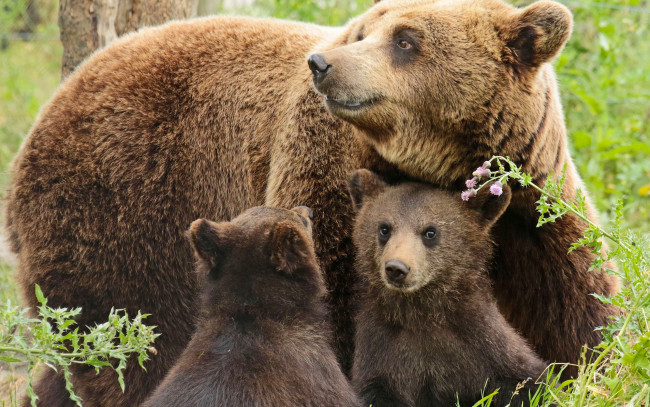 Обои картинки фото животные, медведи, детёныши, медвежата, медведица