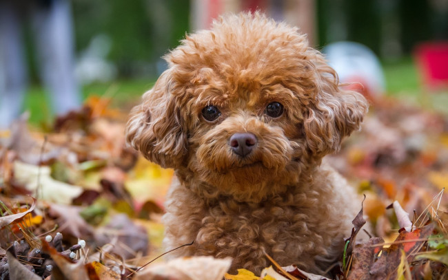 Обои картинки фото животные, собаки, пудель, собака, щенок, взгляд, листья