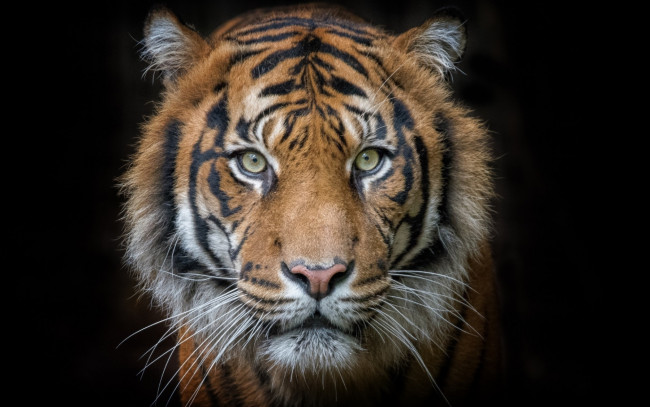Обои картинки фото животные, тигры, тигр, морда, портрет, хищник, взгляд