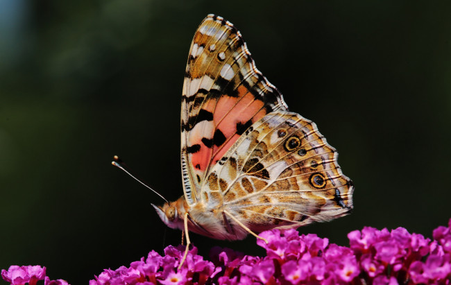 Обои картинки фото животные, бабочки,  мотыльки,  моли, цветы, крылья, бабочка, макро