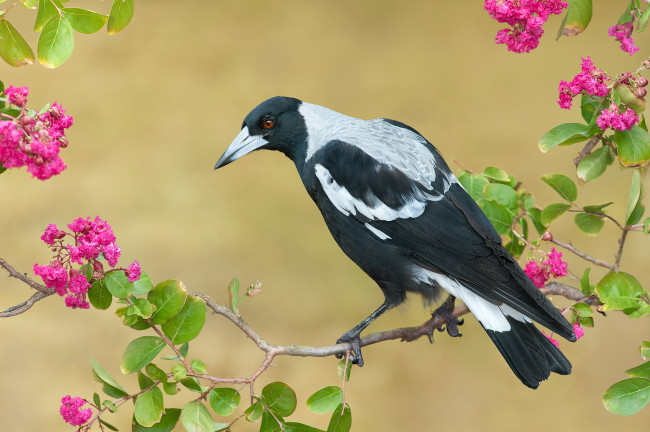 Обои картинки фото australian magpie, животные, птицы, птичка
