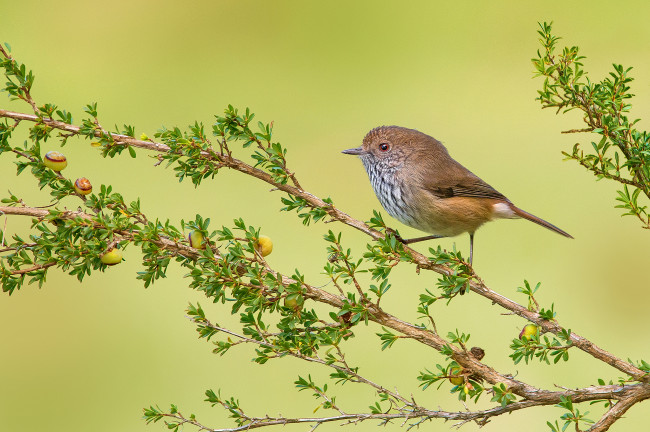 Обои картинки фото brown thornbill, животные, птицы, птичка