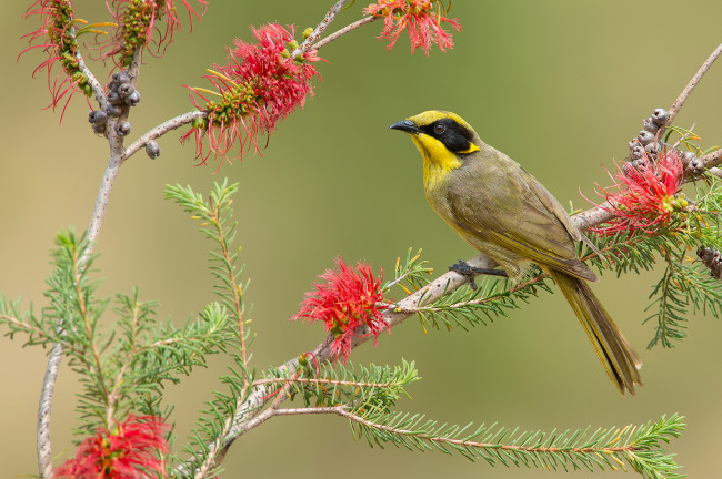 Обои картинки фото yellow-tufted honeyeater, животные, птицы, птичка