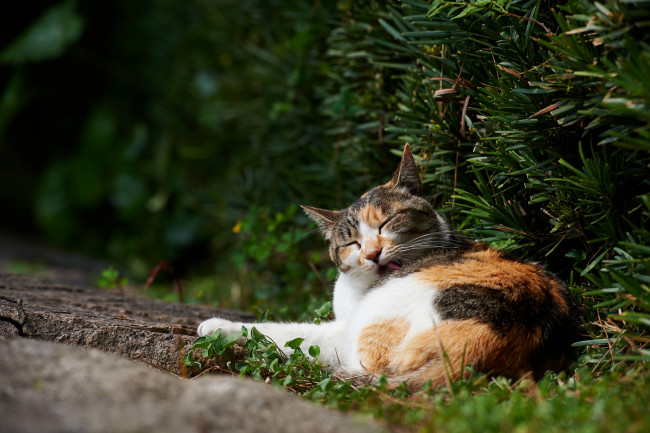 Обои картинки фото животные, коты, язык, умывается, зелень, лежа, кошка