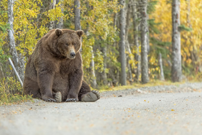 Обои картинки фото животные, медведи, природа, фон, медведь