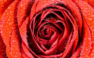 Картинка цветы розы капли роза