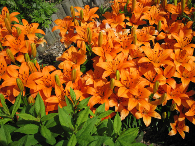 Обои картинки фото цветы, лилии,  лилейники, оранжевый