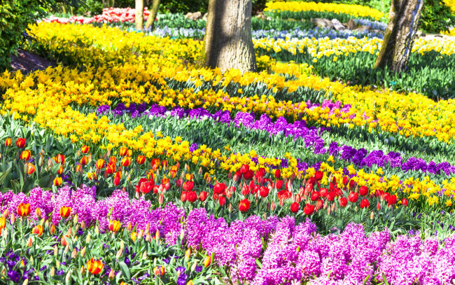Обои картинки фото цветы, разные вместе, lisse, солнечно, нарциссы, красивые, гиацинты, парк, keukenhof, тюльпаны, разноцветные, нидерланды