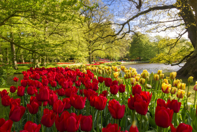 Обои картинки фото цветы, тюльпаны, нидерланды, деревья, keukenhof, пруд, желтые, красные, парк
