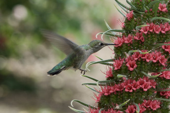 Картинка животные колибри птичка боке нектар цветок