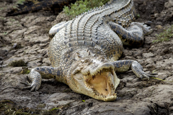 Картинка животные крокодилы крокодил