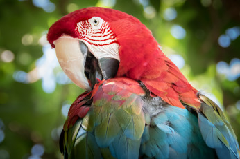 Картинка животные попугаи цвет птица забавный попугай перья