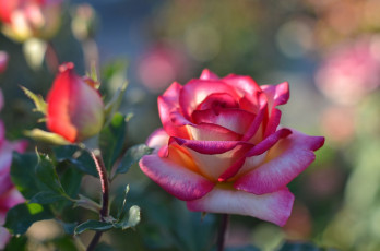 Картинка цветы розы бутон боке цветок роза