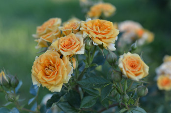 Картинка цветы розы лето бутоны
