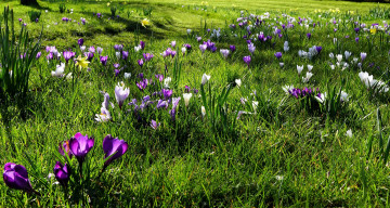 Картинка цветы крокусы зелень поле трава солнце весна