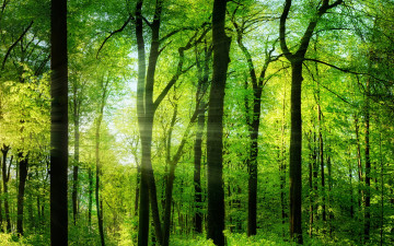 Картинка природа лес лето деревья зелень лучи солнца