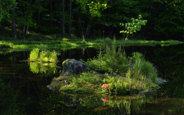 Картинка природа реки озера трава лес река деревья лето