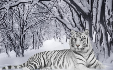 Картинка разное компьютерный+дизайн зима лес снег тигр белый