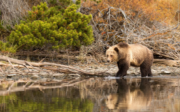 Картинка животные медведи кусты бурый камни медведь вода природа