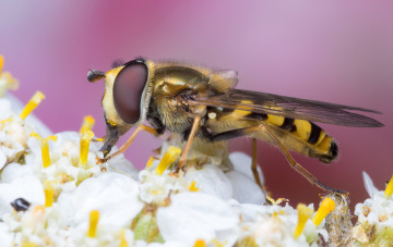 Картинка животные пчелы +осы +шмели оса жало цветок насекомое