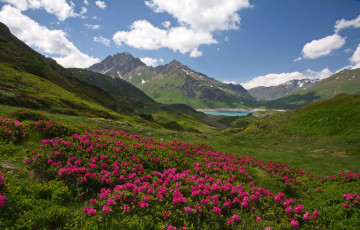 Картинка природа горы цветы солнечно