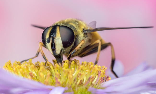 Обои картинки фото животные, пчелы,  осы,  шмели, жало, насекомое, цветок, оса