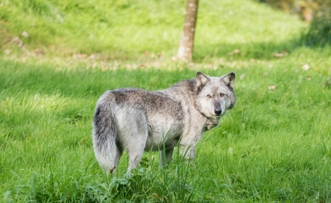 Обои картинки фото животные, волки,  койоты,  шакалы, трава