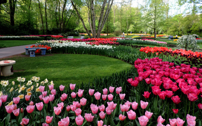 Обои картинки фото цветы, тюльпаны, разноцветные
