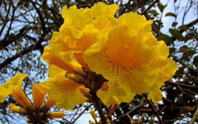 Обои картинки фото цветы, желтый, цвет