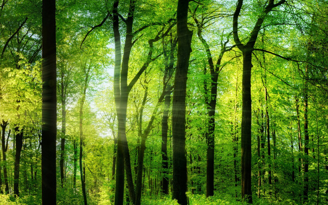 Обои картинки фото природа, лес, лето, деревья, зелень, лучи, солнца