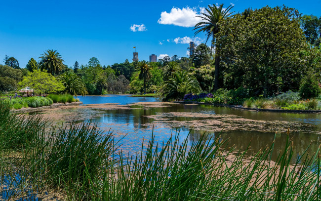Обои картинки фото природа, реки, озера, трава, небо, солнце, камыш, облака, зелень, австралия, деревья, пальмы, парк
