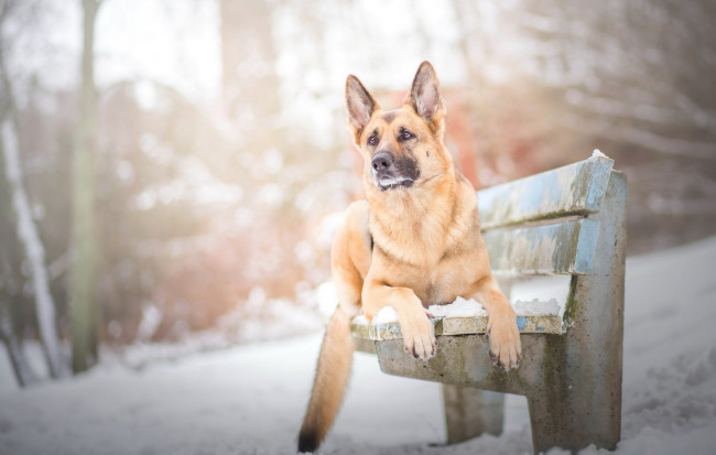 Обои картинки фото животные, собаки, снег, скамейка