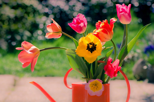 Обои картинки фото цветы, тюльпаны, букет, лейка