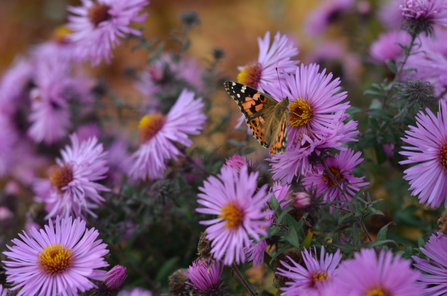 Обои картинки фото животные, бабочки,  мотыльки,  моли, цветы, осень, бабочка, природа