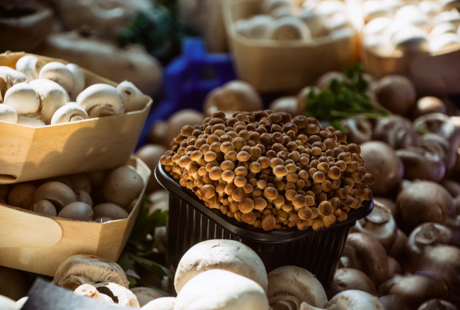 Обои картинки фото еда, грибы,  грибные блюда, ланч