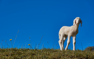 Картинка животные овцы +бараны ягненок