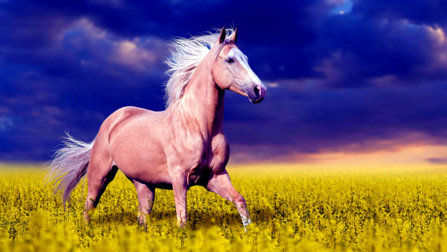 Обои картинки фото животные, лошади, лошадь, цветы, небо, поле, степь