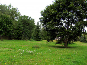 Картинка природа луга трава луг деревья