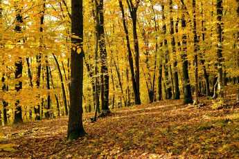 обоя природа, лес, деревья, осень, листопад, листва