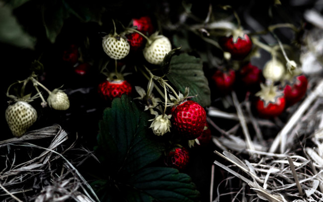 Обои картинки фото природа, ягоды, клубника