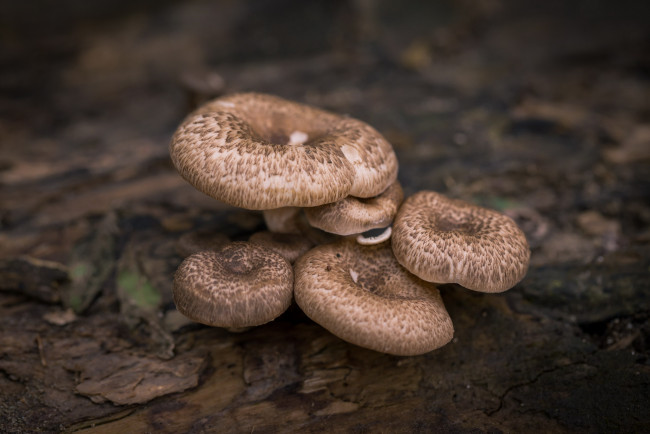 Обои картинки фото природа, грибы, ежевик, пестрый