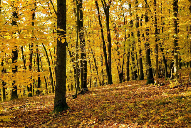 Обои картинки фото природа, лес, деревья, осень, листопад, листва